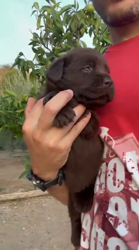 Labrador Retriever perros en venta: LABRADOR CHOCOLATE DISPONIBLE - Video 3