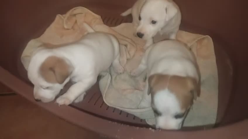 Jack Russell Terrier perros en venta: Jack Russell  - Video 1