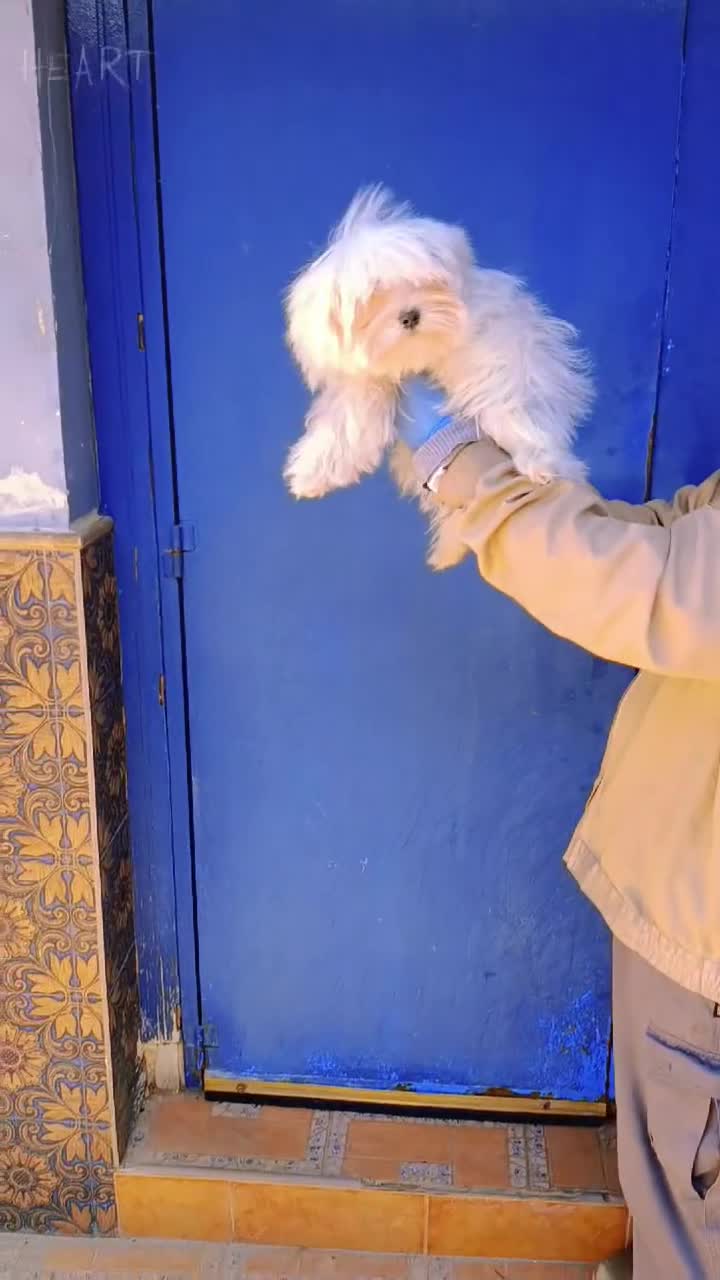 Bichón Maltés perros en venta: Macho 5 meses super chico  - Video 2