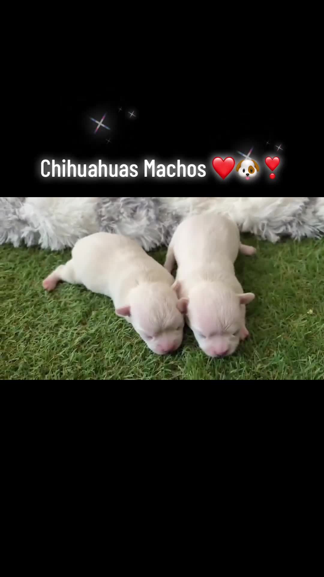 Chihuahua perros en venta: Chihuahuas toy machos  - Video 1
