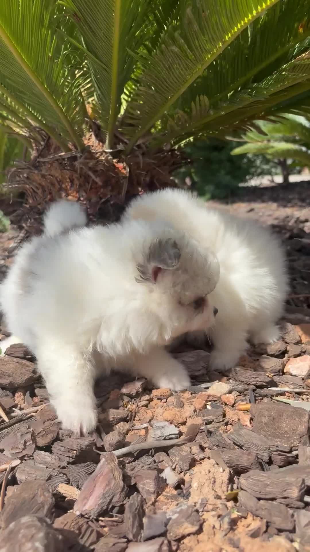 Pomerania perros en venta: POMERANIA  - Video 3