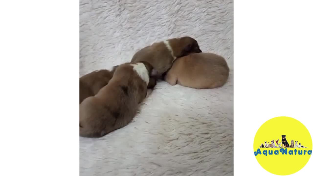 Perro Pastor de las Shetland perros en venta: Camada Pastor de Shetland de Nana AQUANATURA - Video 1