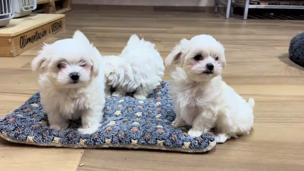 Bichón Maltés perros en venta: Bichón maltés  - Video 1