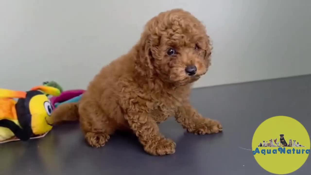 Caniche Toy perros en venta: Caniche Macho 1919 AQUANATURA - Video 1