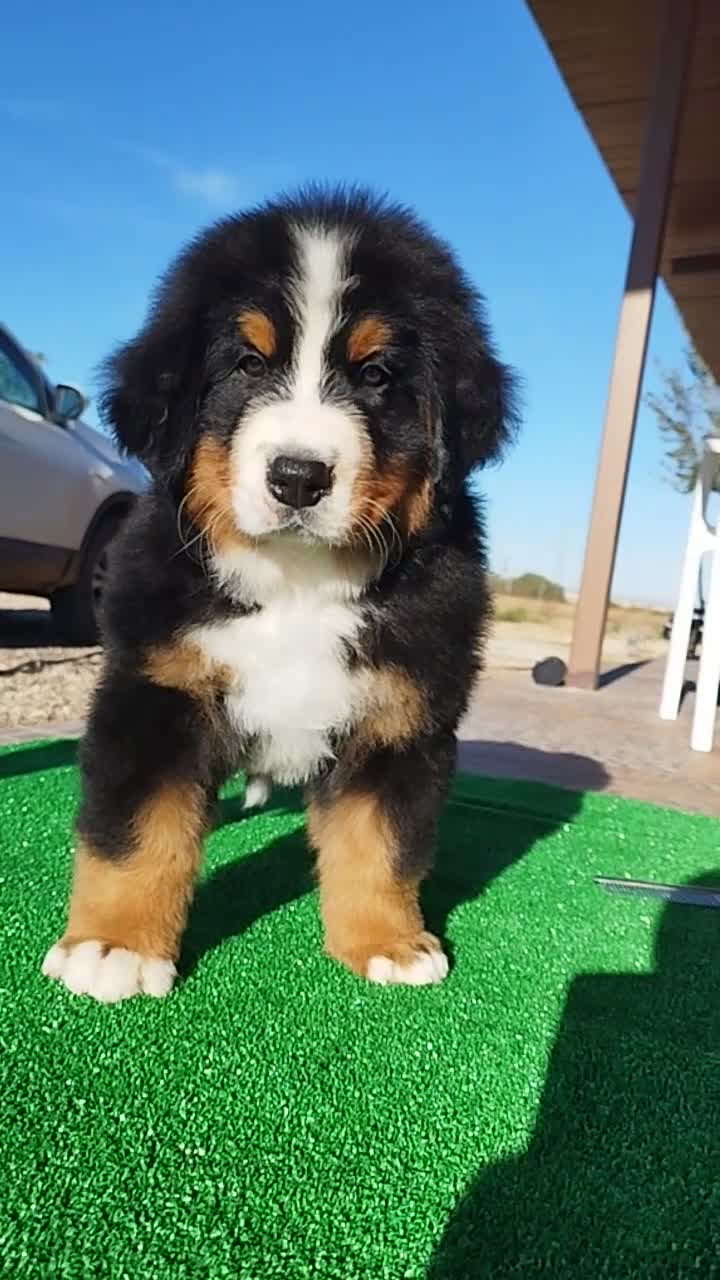 Boyero de Berna perros en venta: Boyeros de Berna calidad  - Video 4