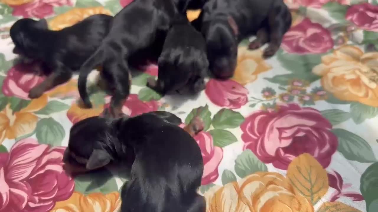Yorkshire Terrier perros en venta: Machos y hembras de Yorkshire toy - Video 1
