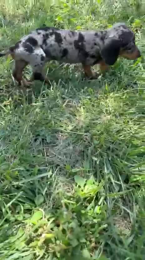 Teckel Miniatura perros en venta: Teckel Kaninchen - Video 1