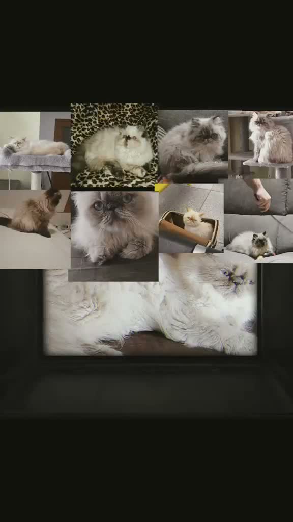 Persa gatos en venta: Persas himalayos mallorca - Video 1