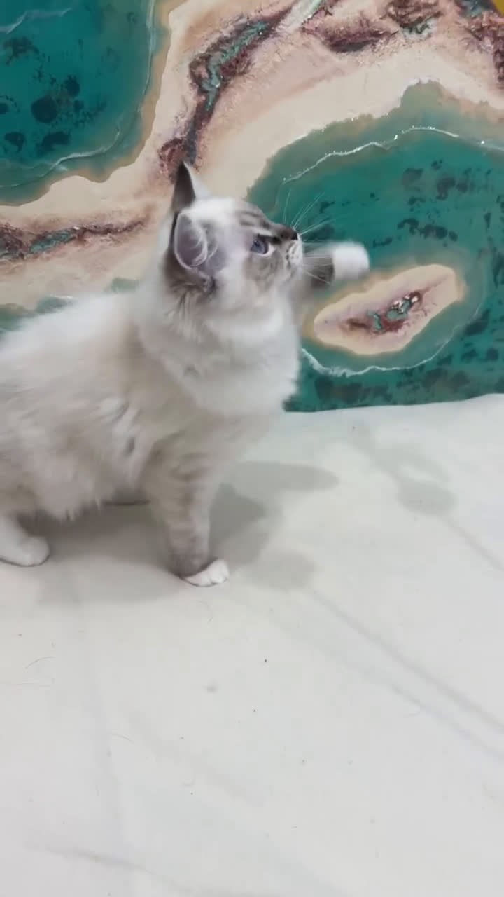 Ragdoll gatos en venta: Gatito ragdoll macho Seal Tabby Mitted - Video 2