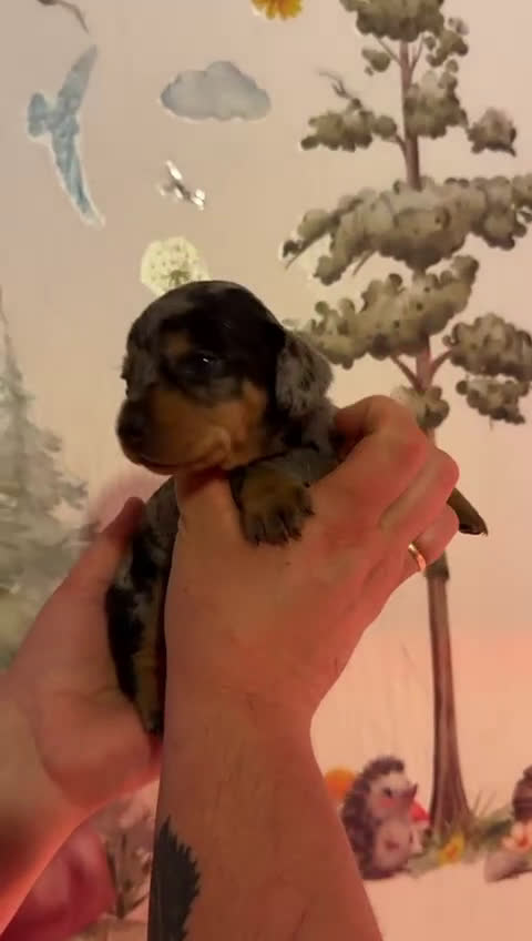 Teckel Miniatura perros en venta: Espectacular camada de teckel mini  - Video 3