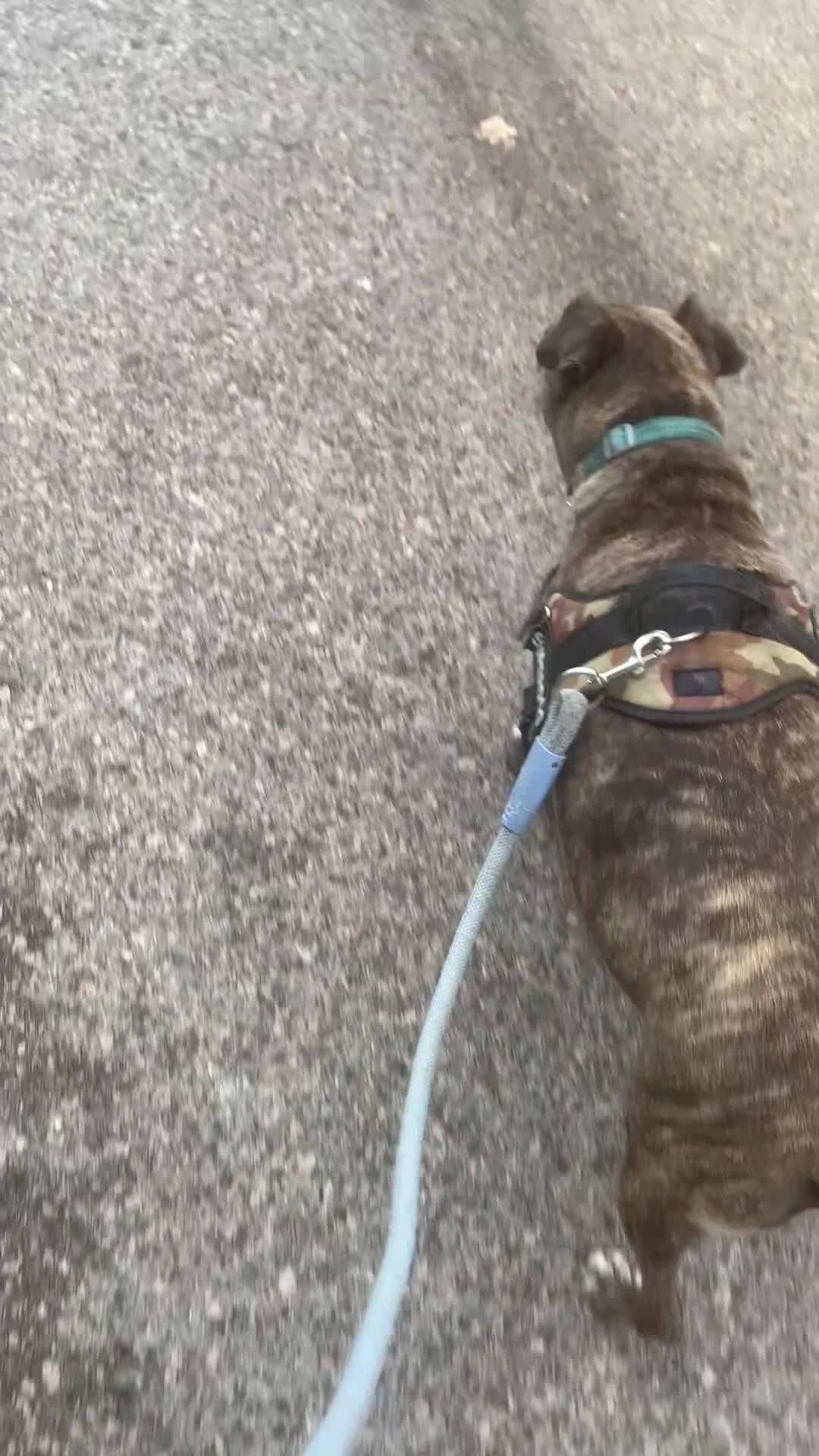 American Pit Bull Terrier perros en adopcion: TIGRE 🥰❤️ en Adopción  - Video 2