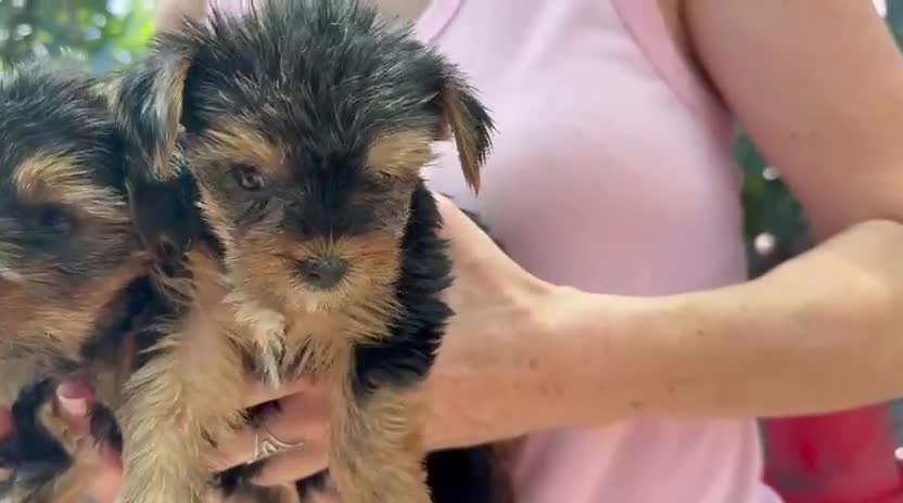Yorkshire Terrier perros en venta: Yorkshire terrier - Video 1