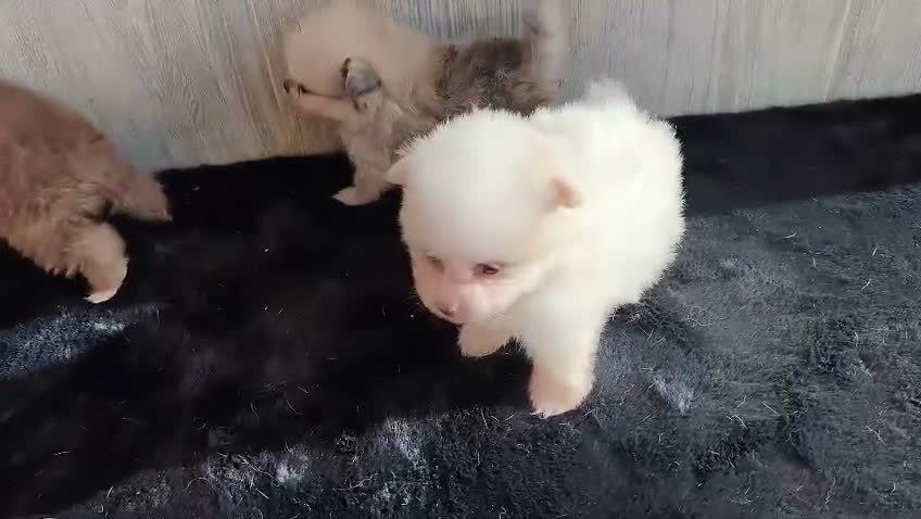 Pomerania perros en venta: LULÚ DE POMERANIA - Video 1