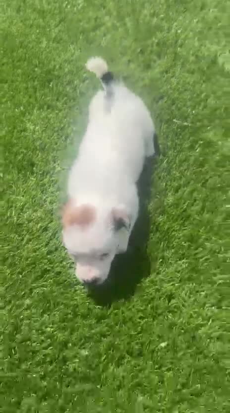 Jack Russell Terrier perros en venta: Jack Russell bebes increíbles patitas cortas  - Video 3