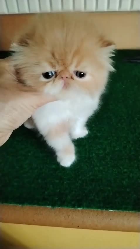 Persa gatos en venta: Cachorro Persa puro - Video 1