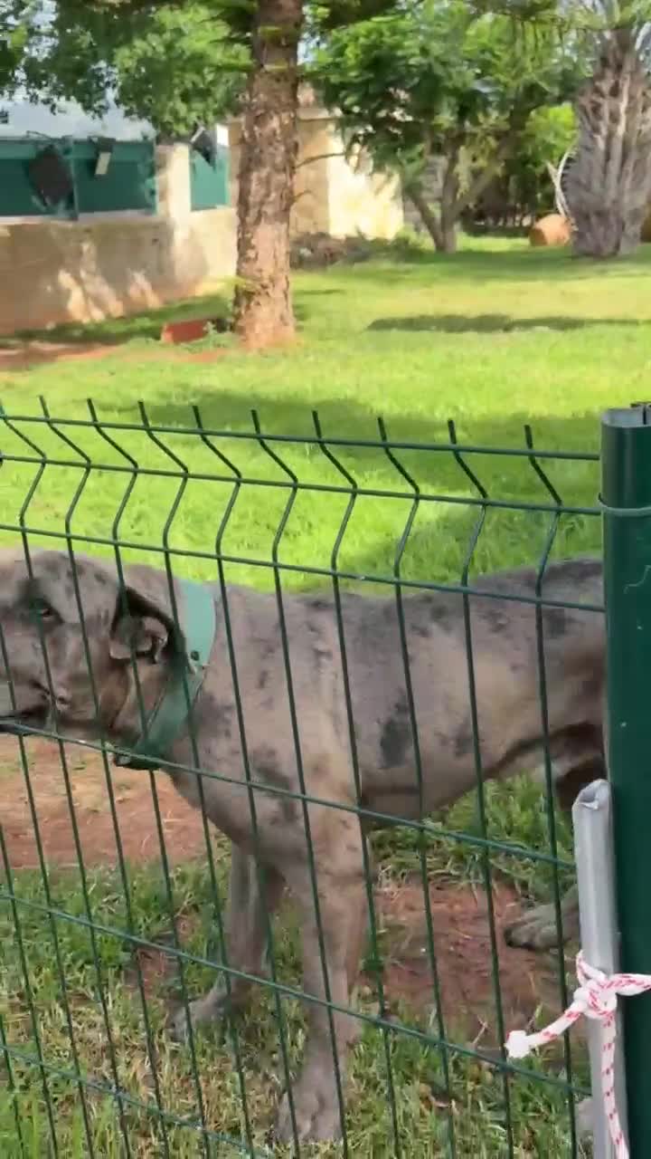 Cane Corso perros en venta: Camada Cane Corso - Video 1