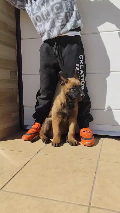 Pastor Belga Malinois perros en venta: Último macho de Malinois - Video 2