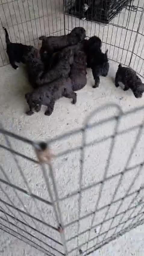 Perro de Agua Español perros en venta: PRECIOSOS CACHORROS DE PDA en Zaragoza - Video 1