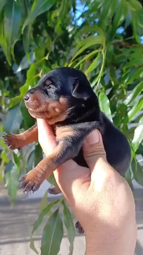 Pinscher Miniatura perros en venta: Pinscher miniatura  - Video 1