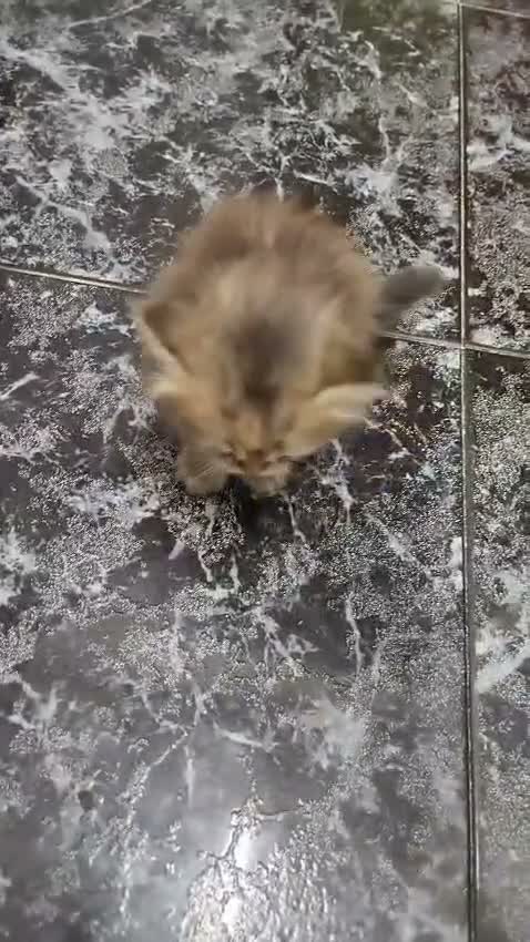 Persa gatos en venta: Persas en Barcelona - Video 1