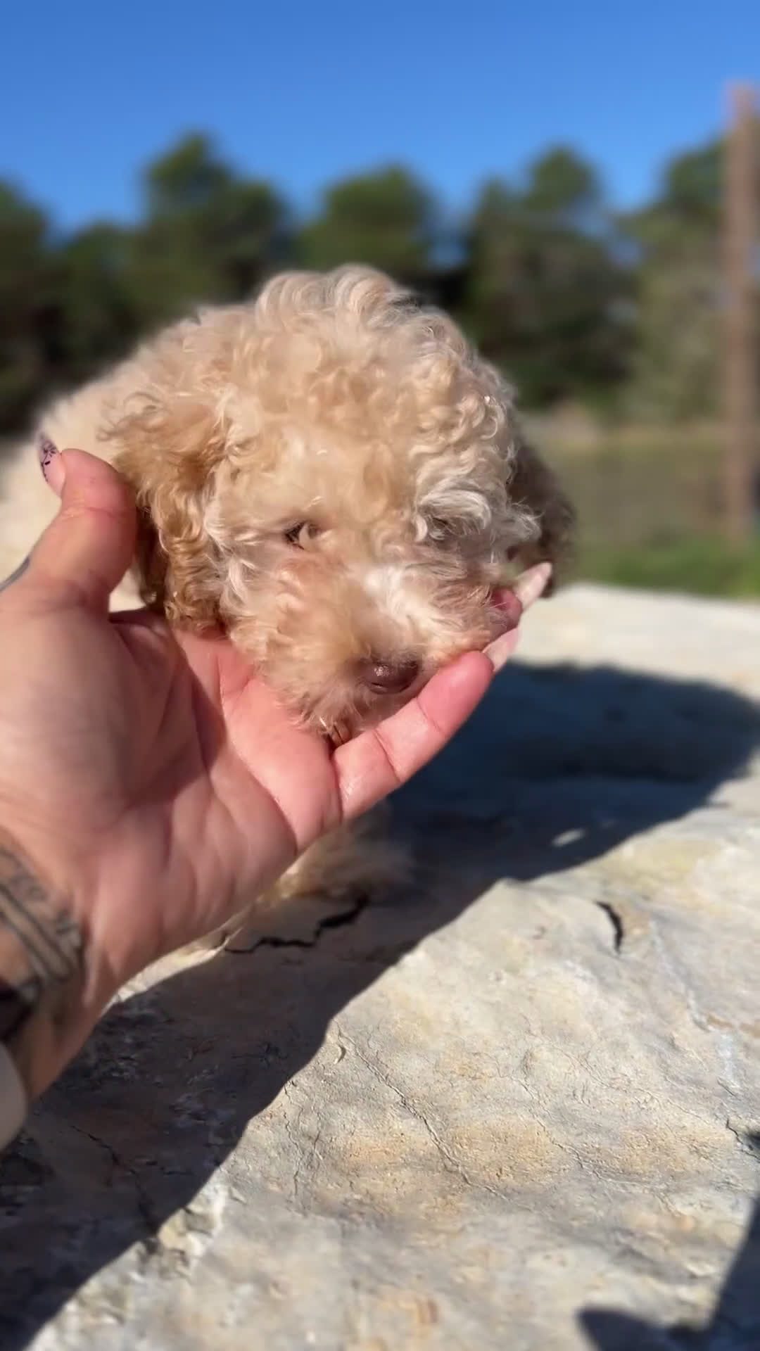 Maltipoo perros en venta: Maltipoo hembra toy  - Video 1