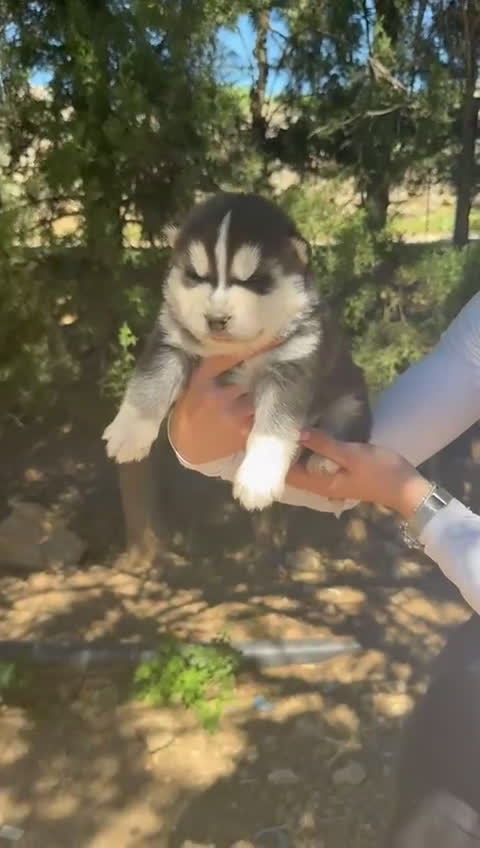 Husky Siberiano perros en venta: Husky siberiano  - Video 2
