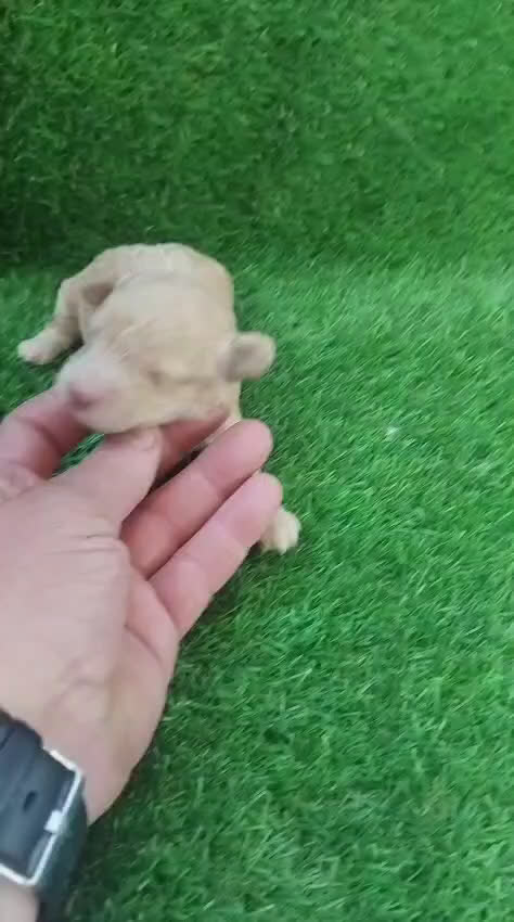 Caniche Toy perros en venta: Hembra caniche toy apricot  - Video 1