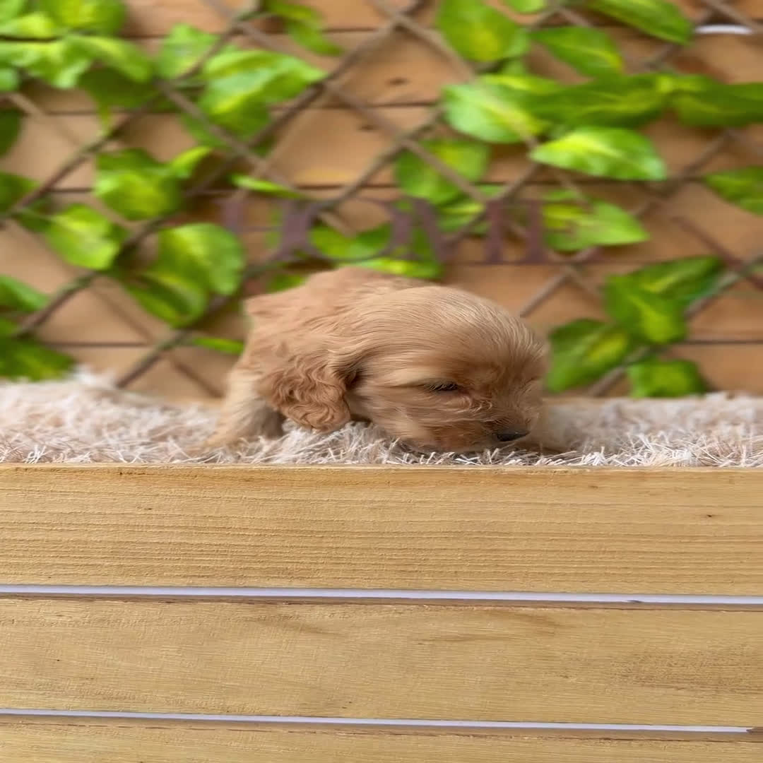 Cocker Spaniel Inglés perros en venta: Camada de Zaida  - Video 1