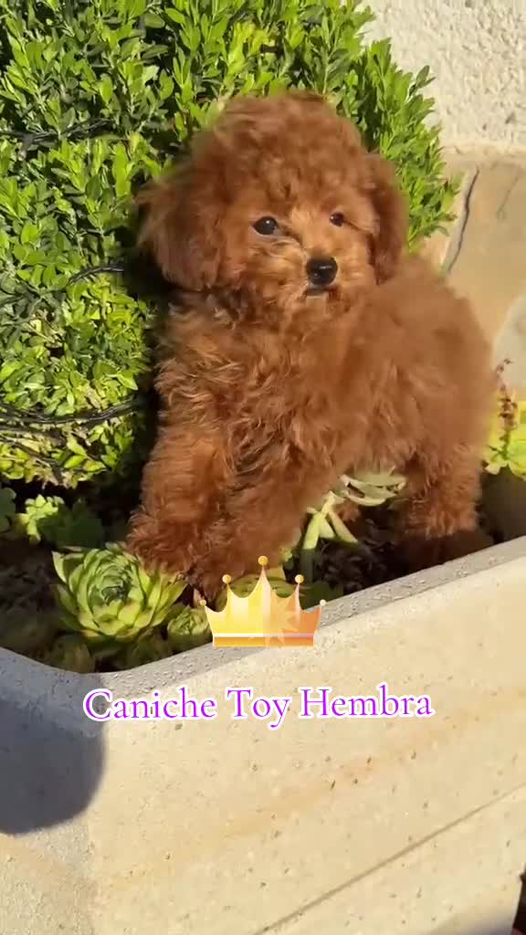 Caniche Toy perros en venta: Caniche toy tacita de té un encanto !!! - Video 1
