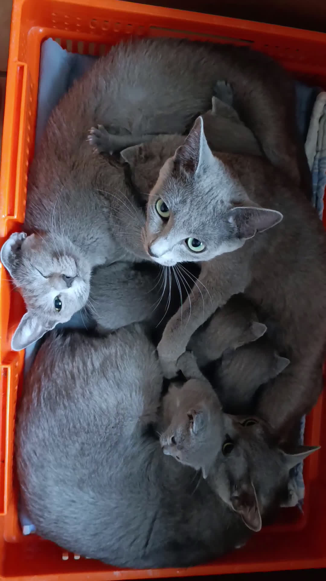 Azul Ruso gatos en venta: Ultimo cachorros de azul ruso  - Video 3