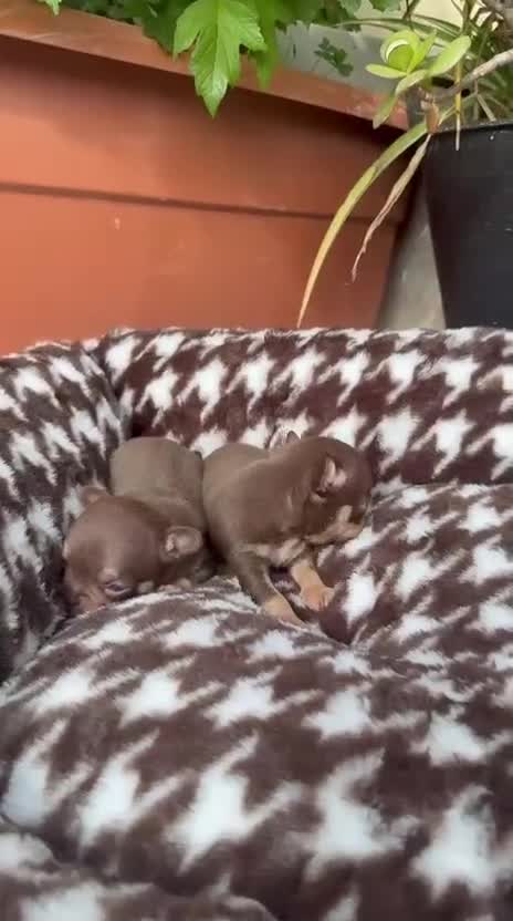 Chihuahua perros en venta: Chihuahuas Toy Cabeza Manzana Machos Chocolates - Video 1