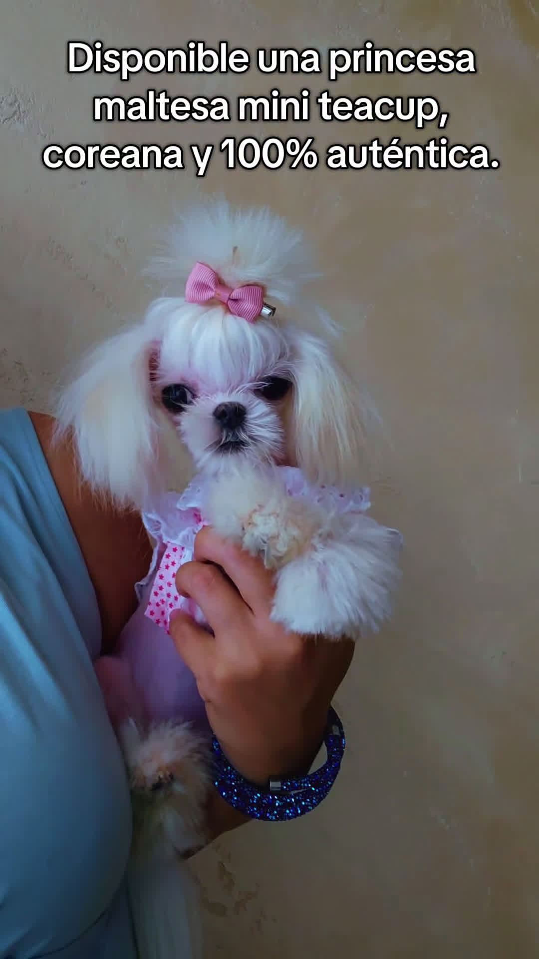Bichón Maltés perros en venta: Mini teacup Maltese Asiático Coreano puro  - Video 1