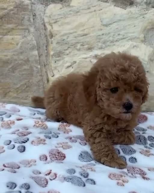 Caniche Toy perros en venta: Caniche toy - Video 1