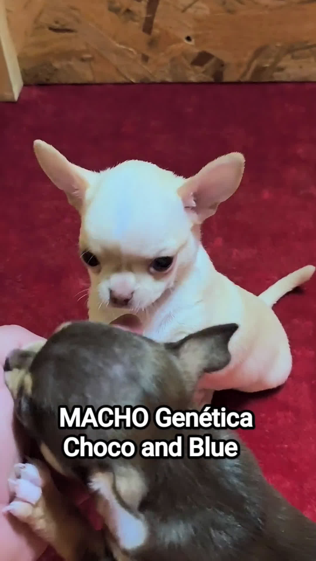 Chihuahua perros en venta: Precioso cachorro chihuahua  - Video 1