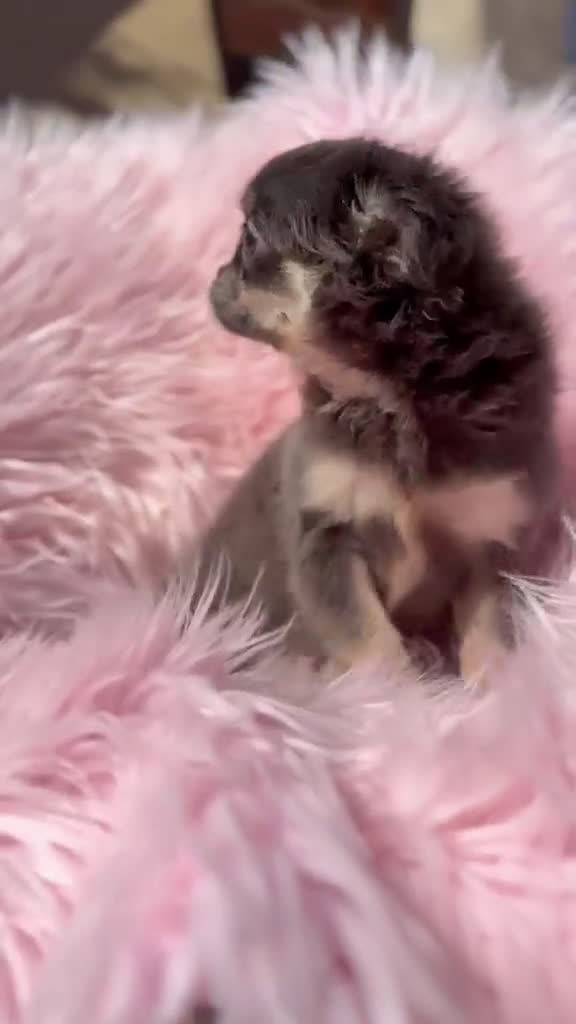 Chihuahua perros en venta: Chihuahua pelo largo hembra  - Video 1