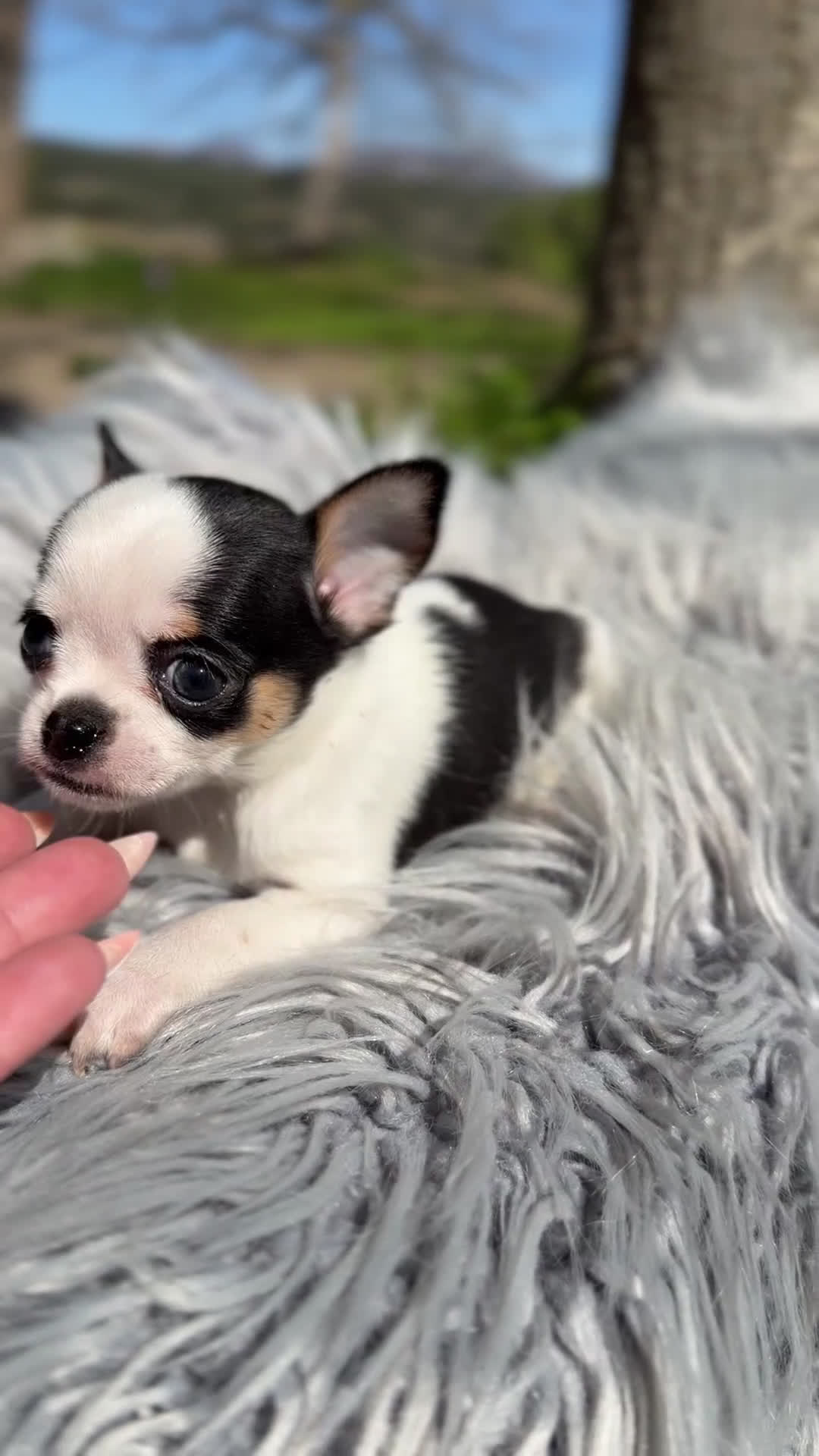 Chihuahua perros en venta: Chihuahua tricolor Microtoy  - Video 1