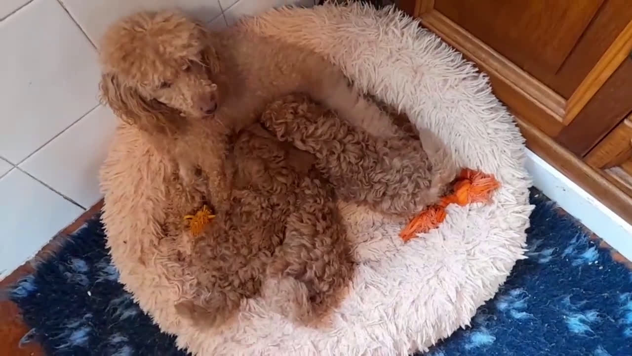 Caniche Enano perros en venta: Cachorros de Caniche Enano Leonado - Video 1