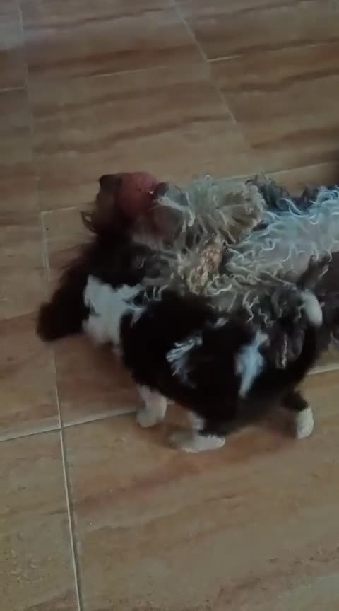 Perro de Agua Español perros en venta: Cachorrita de aguas bicolor en Huelva - Video 2