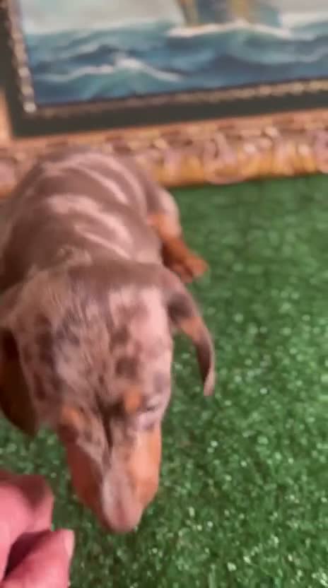 Teckel Miniatura perros en venta: Disponible preciosa cachorra de teckel miniatura  - Video 1