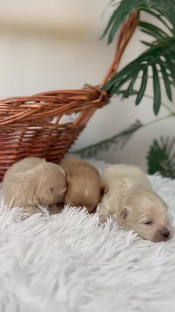 Maltipoo perros en venta: MALTIPOO 💙 - Video 1