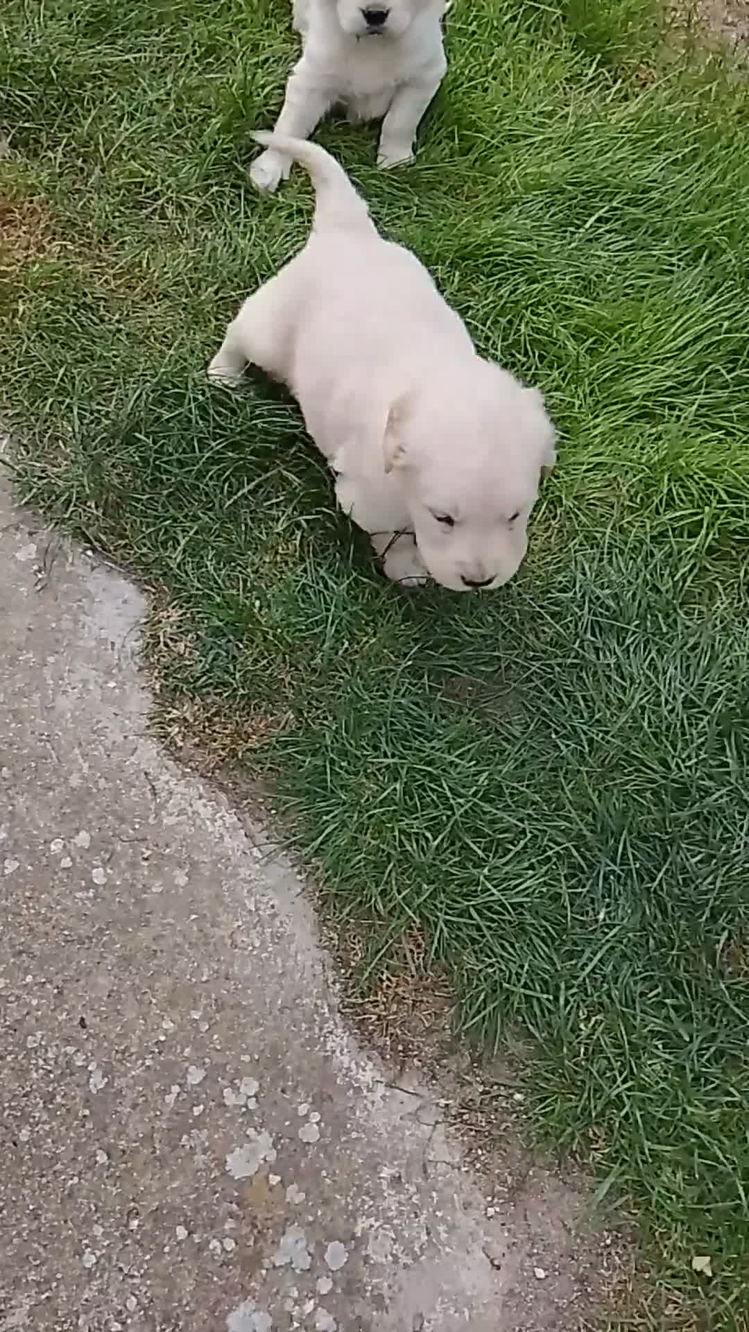 Golden Retriever perros en venta: Cacharros de golden retriever  - Video 1
