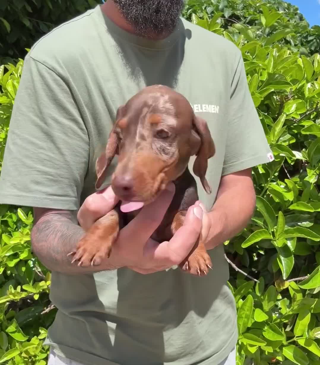 Teckel perros en venta: TECKEL KANINCHEN  - Video 3
