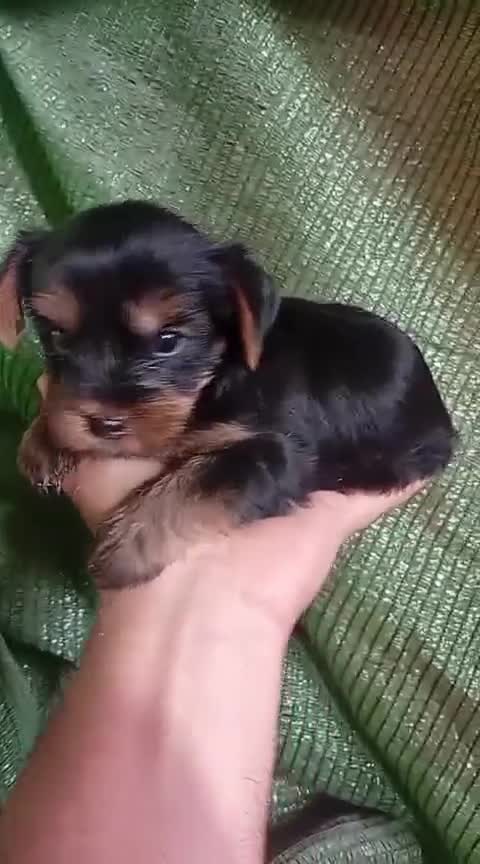 Yorkshire Terrier perros en venta: Cachorros yorkshire terrier  - Video 1