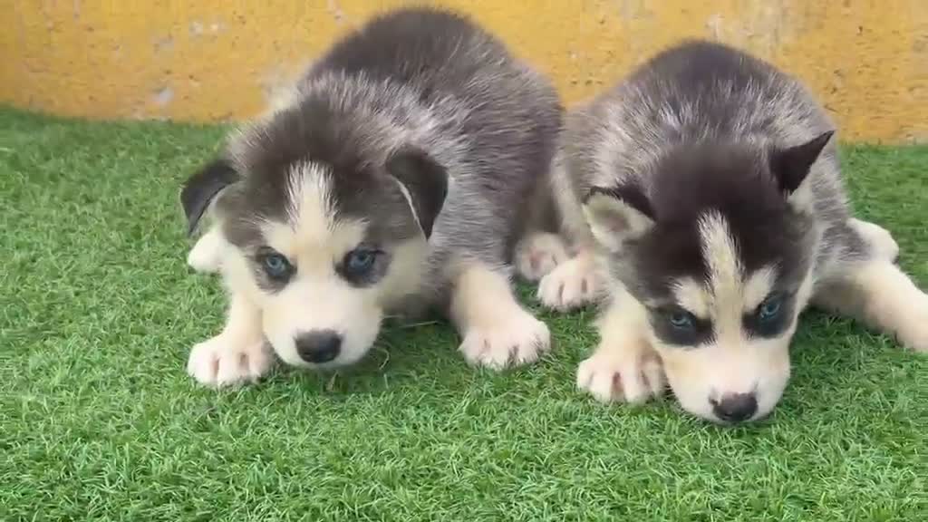 Husky Siberiano perros en venta: Cachorritas de Husky Siberiano  - Video 1
