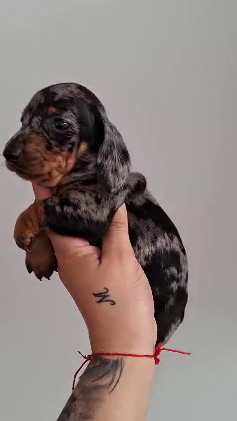 Teckel Miniatura perros en venta: Teckel  - Video 1