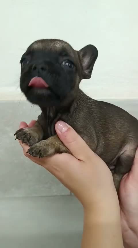 Bulldog Francés perros en venta: Bulldog francés  - Video 1
