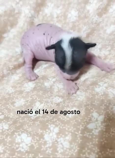 Perro Crestado Chino perros en venta: Crestados chinos - Video 1