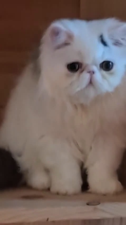 Persa gatos en venta: Gatito Persa - Video 1