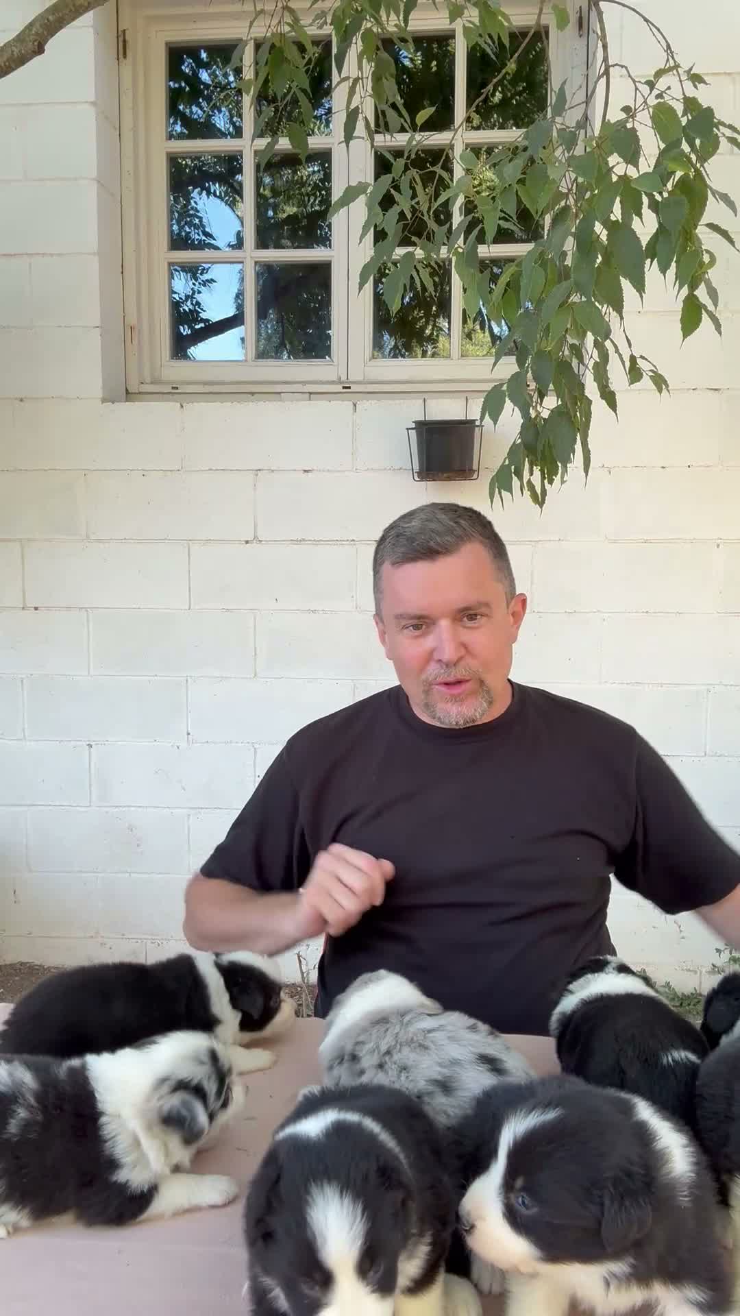 Border Collie perros en venta: 🐾🐾 Border Collie con pedigree – 8 cuccioli 🐾🐾 - Video 1