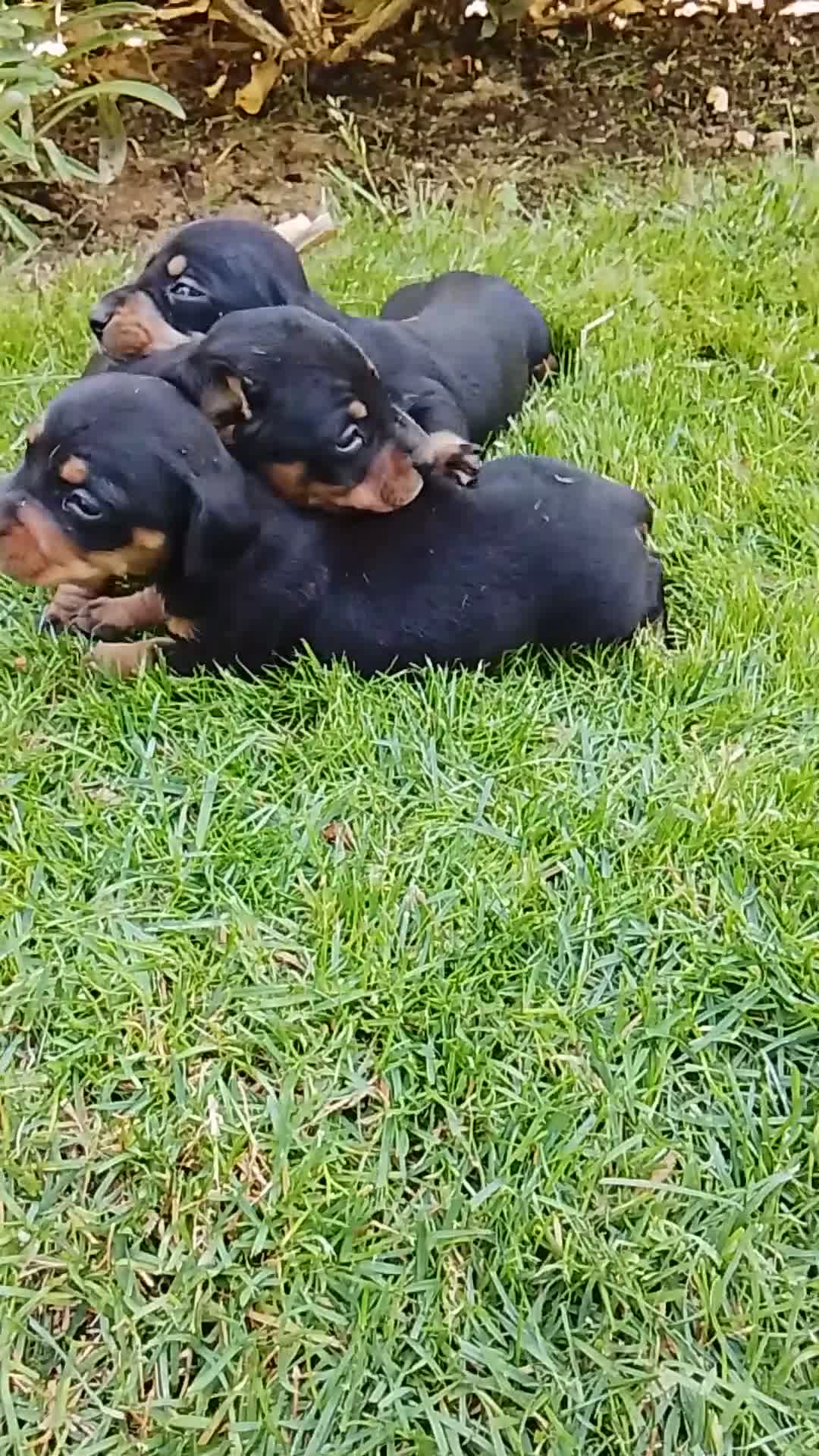 Teckel Miniatura perros en venta: Cachorros de teckel miniatura  - Video 1